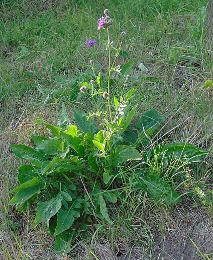 Centaurea scabiosa - Skabiosen-Flockenblume - greater knapweed