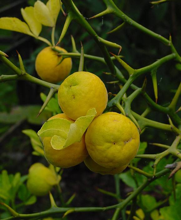Poncirus trifoliata - Bitterorange - hardy orange