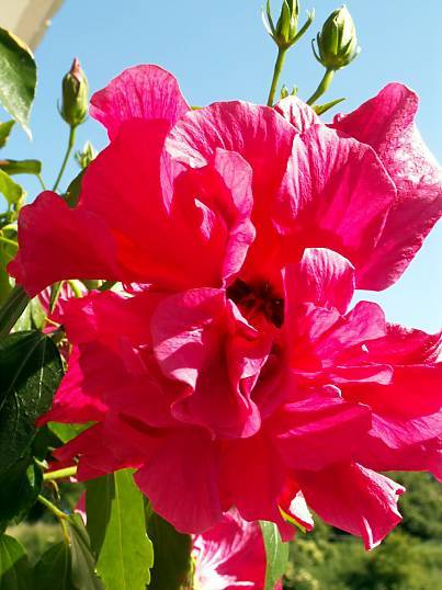 Hibiscus rosa-sinensis - Chinesischer Roseneibisch - 