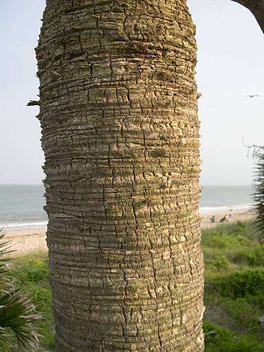 Sabal palmetto - Sabal-Palme - cabbage palm