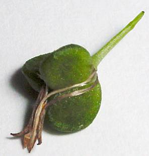 Chlorophytum comosum - Grünlilie - spider plant