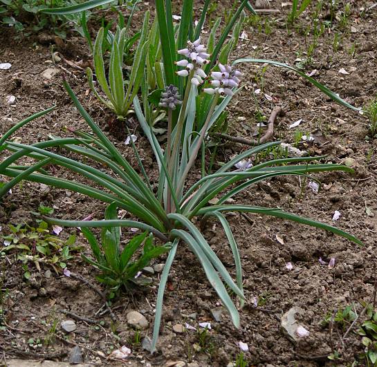 Muscari muscarimi - Duft-Traubenhyazinthe - musk hyacinth
