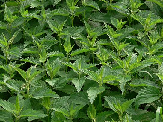 Urtica dioica - Groe Brennessel - stinging nettle