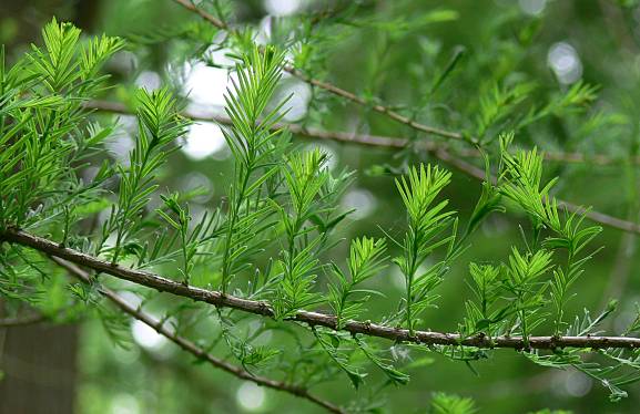 Taxodium distichum - Sumpfzypresse - bald cypress