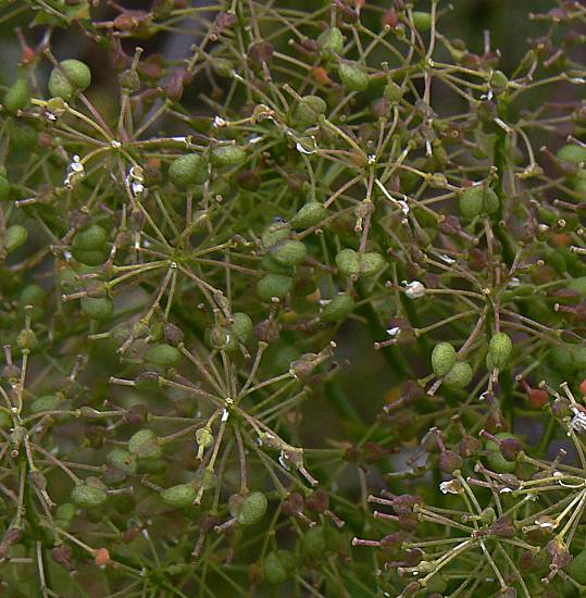 Galium mollugo - Wiesen-Labkraut - hedge bedstraw