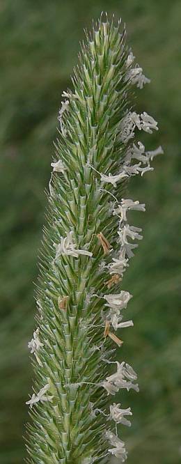 Phleum pratense - Wiesen-Lieschgras - timothy grass