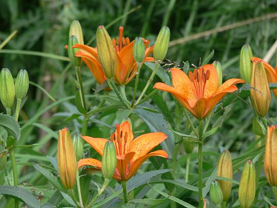 Lilium bulbiferum - Feuerlilie - orange lily