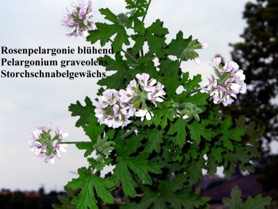 Pelargonium 'Graveolens' - Rosen-Pelargonie - rose-scented pelargonium
