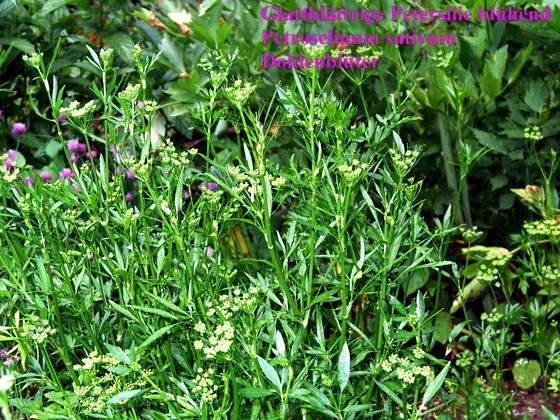 Petroselinum crispum - Glattblättrige Petersilie - parsley