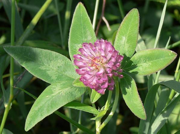 Trifolium medium - Mittlerer Klee - zigzag clover