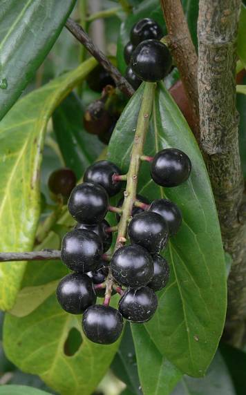 Prunus laurocerasus - Kirschlorbeer - cherry laurel