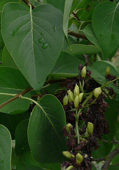 Syringa vulgaris - Flieder - tree lilac