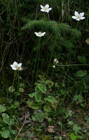 Parnassia palustris - Sumpf-Herzblatt - marsh grass of Parnassus