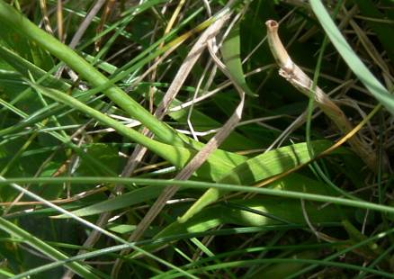 Tofieldia calyculata - Gewöhnliche Simsenlilie - Alpine asphodel