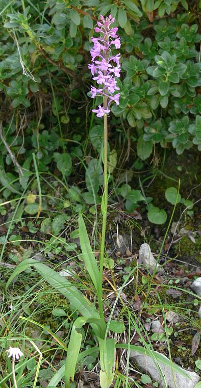 Gymnadenia conopsea - Mücken-Händelwurz - fragrant orchid