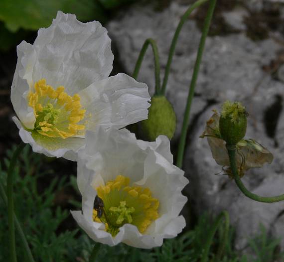 Papaver alpinum agg. - Weißer Alpen-Mohn - dwarf poppy