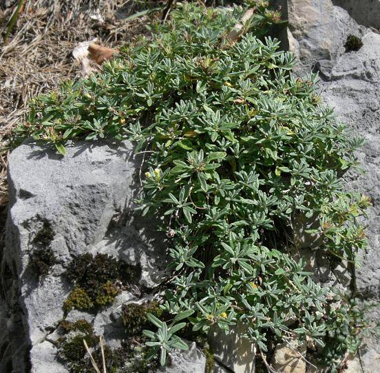 Teucrium montanum - Berg-Gamander - mountain germander