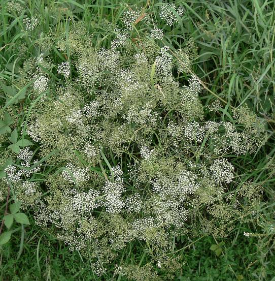 Falcaria vulgaris - Sichelmöhre - longleaf sickleweed