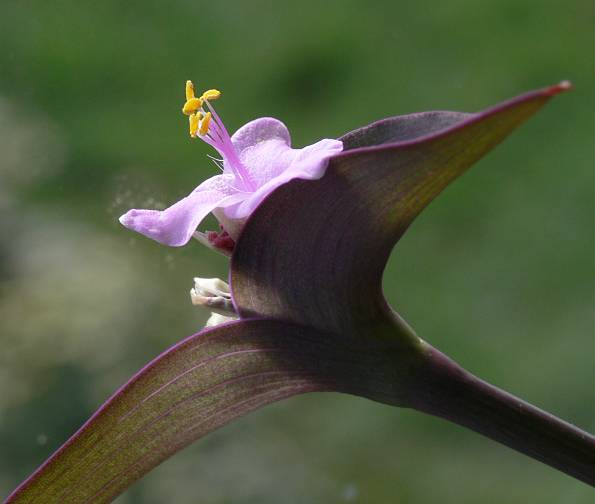 Tradescantia pallida - Rotblatt - purple-heart spiderwort