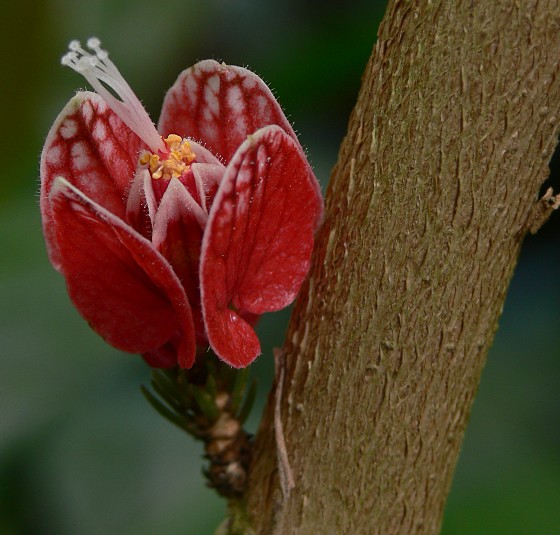 Pavonia strictiflora - Goethea - pavonia