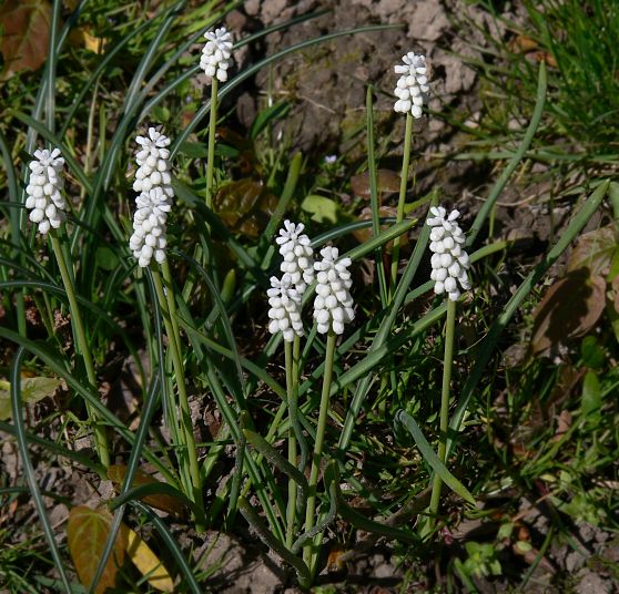 Muscari botryoides 'Album' - Kleine Traubenhyazinthe - common grape hyacinth