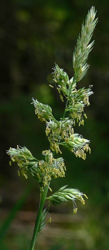 Phalaris arundinacea - Rohr-Glazgras - reed canary grass