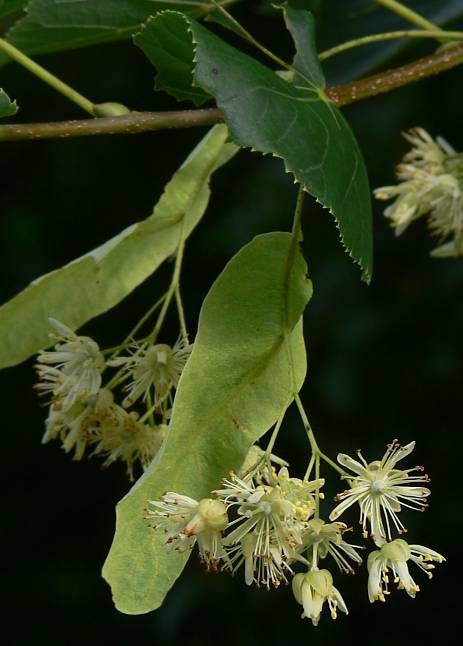Tilia cordata - Winter-Linde - small-leaved lime