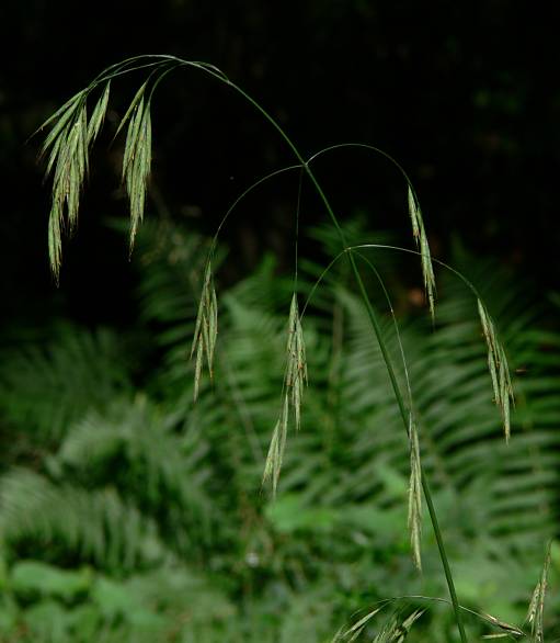 Bromus ramosus - Wald-Trespe - hairy brome