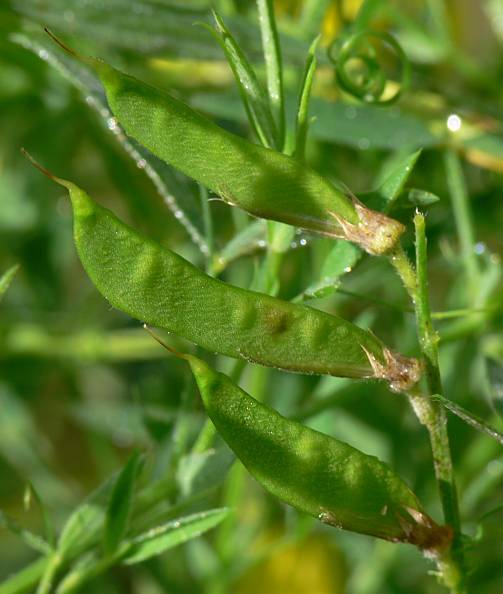 Lathyrus pratensis - Wiesen-Platterbse - meadow pea