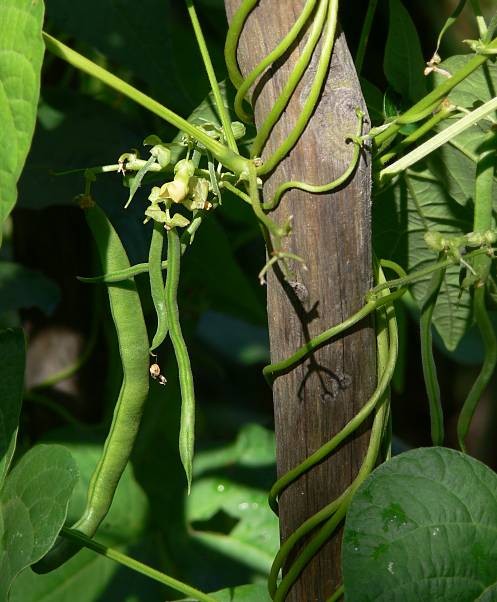 Phaseolus vulgaris - Stangen-Bohne - common bean