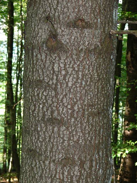 Abies alba - Weiß-Tanne - silver fir