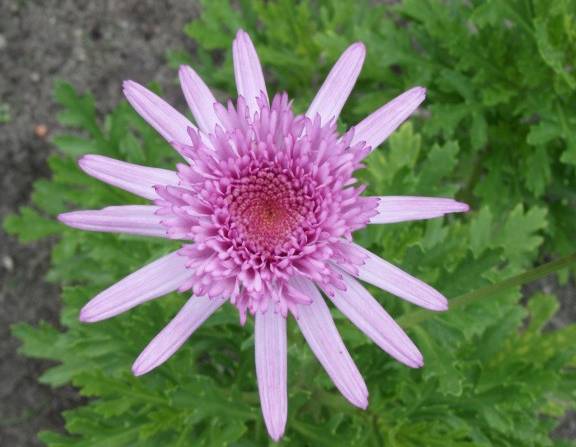 Argyranthemum frutescens 