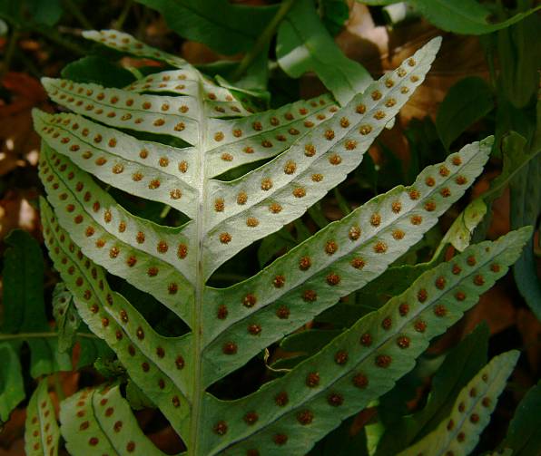 Polypodium vulgare - Tüpfelfarn - common polypody
