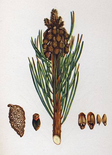 Pinus sylvestris - Gemeine Kiefer - Scotch pine