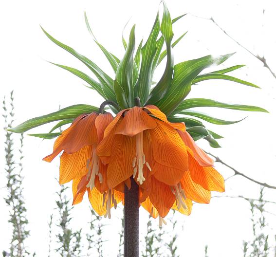 Fritillaria imperialis - Kaiserkrone - crown imperial lily