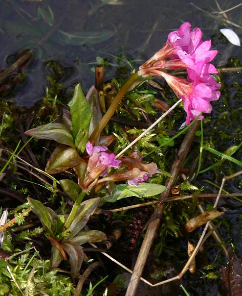 Primula rosea - Rosen-Primel - rosy primrose