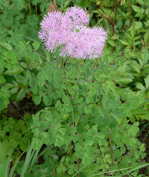 Thalictrum aquilegiifolium - Akeleiblättrige Wiesenraute - columbine meadow rue