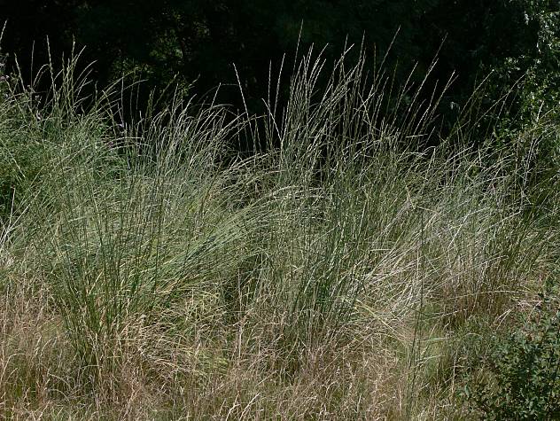 Elymus obtusiflorus - Stumpfblütige Quecke - tall wheat grass