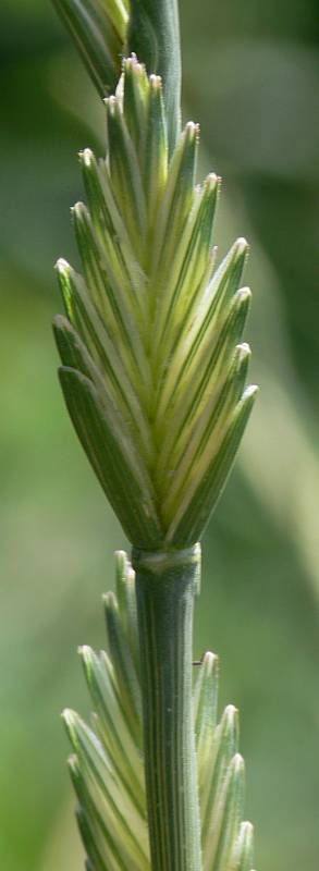 Elymus obtusiflorus - Stumpfblütige Quecke - tall wheat grass