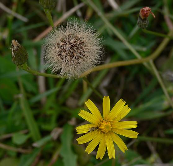 Leontodon autumnalis - Herbst-Lwenzahn - fall dandelion