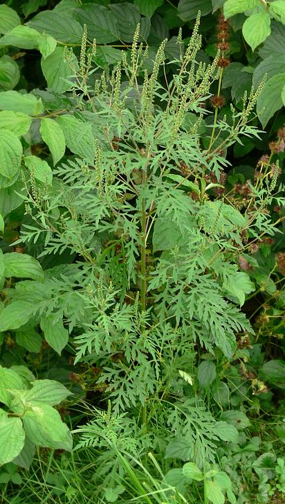 Ambrosia artemisiifolia - Beifublttriges Traubenkraut - common ragweed