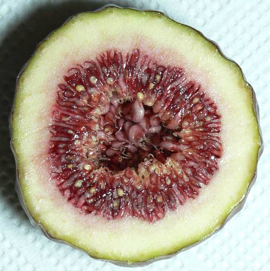 Ficus carica - Feigenbaum - edible fig