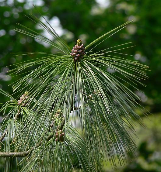 Pinus wallichiana - Tränen-Kiefer - Bhutan pine