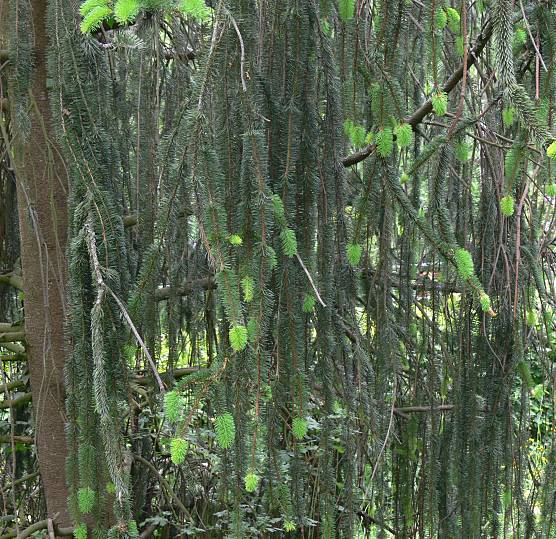Picea abies 'Virgata' - Schlangenfichte - snake spruce