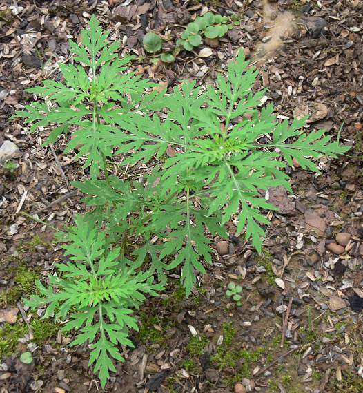Ambrosia artemisiifolia - Beifußblättriges Traubenkraut - common ragweed