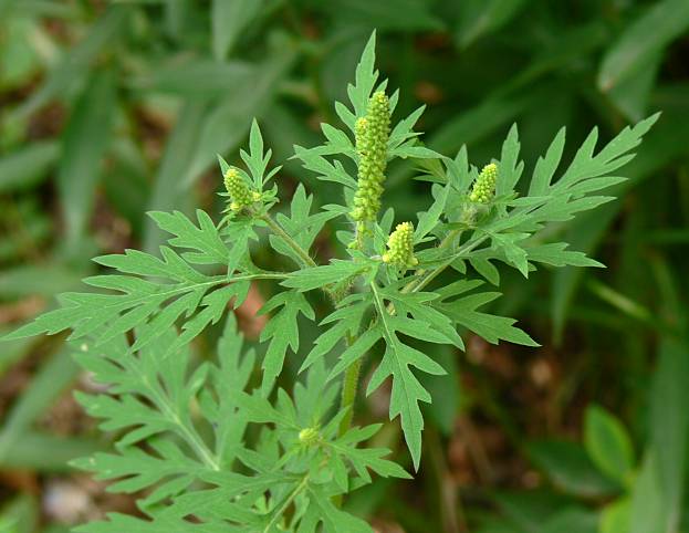 Ambrosia artemisiifolia - Beifußblättriges Traubenkraut - common ragweed