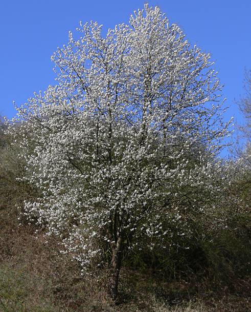 Prunus avium - Kirsche - sweet cherry