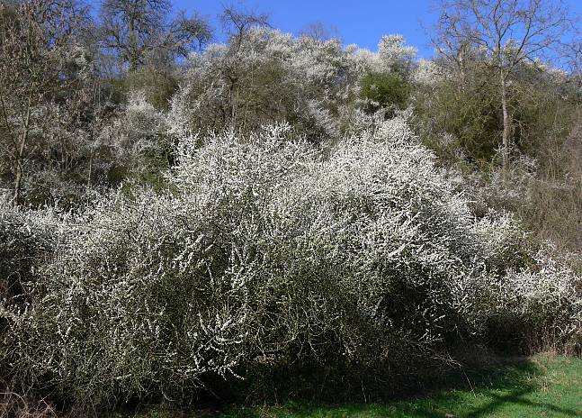 Prunus spinosa - Schwarzdorn (Schlehe) - blackthorn