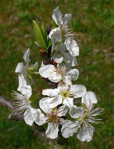 Prunus domestica subsp. italica var. claudiana - Reineclaude - Edel-Pflaume